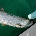 Fly Fishing for Tarpon: Tips and Tricks from Experts